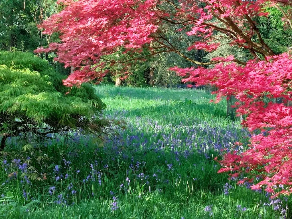 9 Reasons to Visit Westonbirt Arboretum in Spring