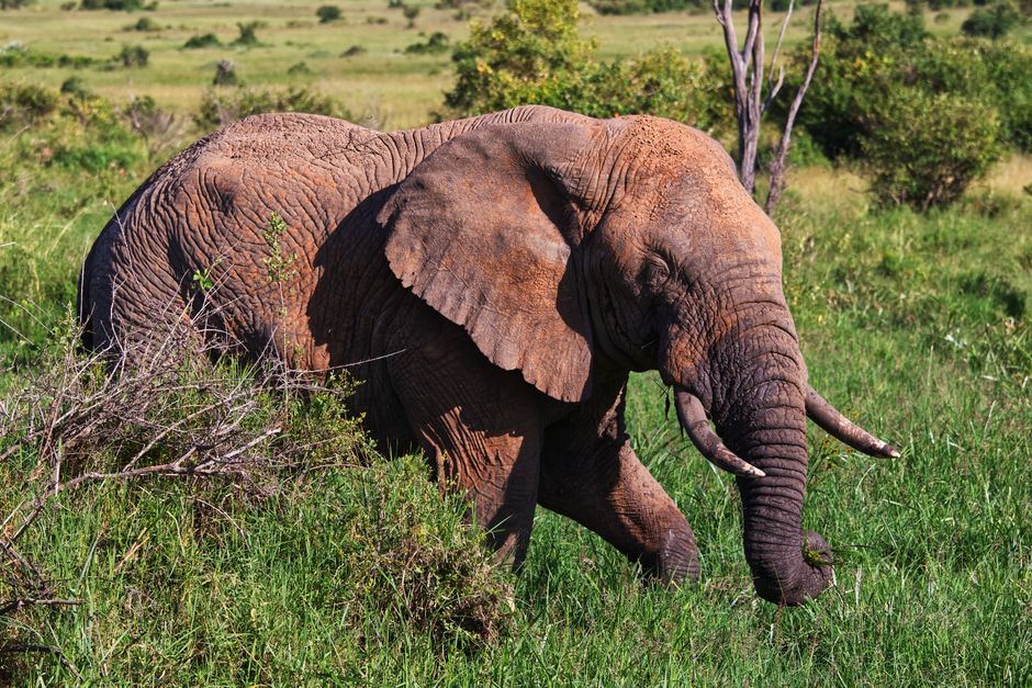 An African elephant grazes in the lush grasslands of Masai Mara, Kenya, showcasing its natural habitat.