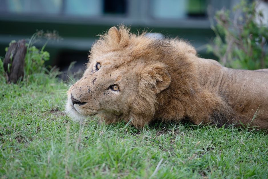 Close-up of a majestic lion resting in an African savanna, showcasing its natural beauty.