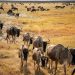 Kenya Safari in July: Plan for the Mara Migration