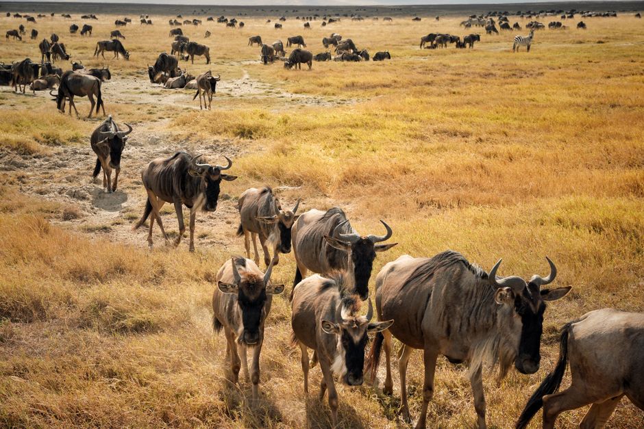 Kenya Safari in July: Plan for the Mara Migration