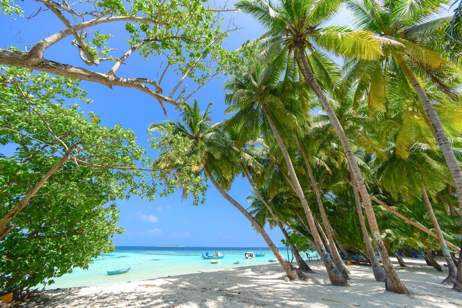 Sunny tropical beach with palm trees and turquoise sea, perfect for a holiday.